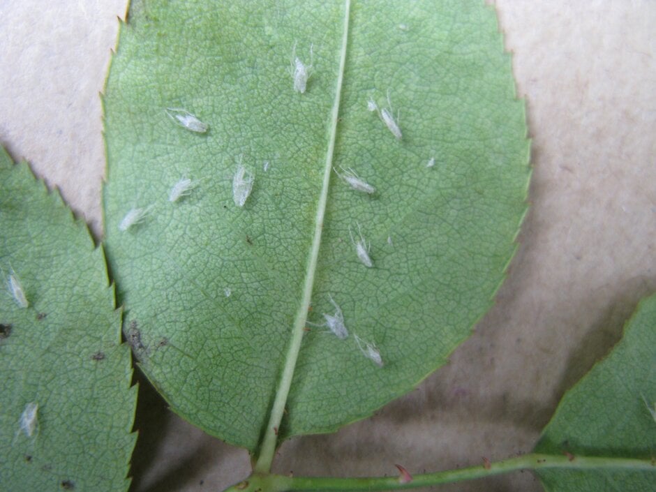 Rose leafhopper (<EM>Edwardsiana rosae</EM>) cast skins on rose