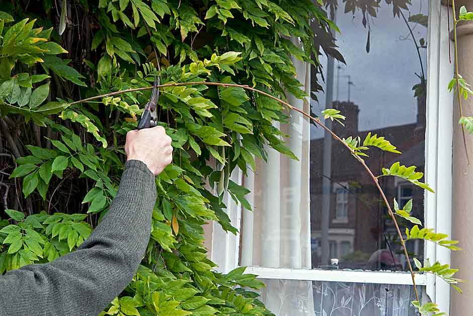 Summer pruning wisteria