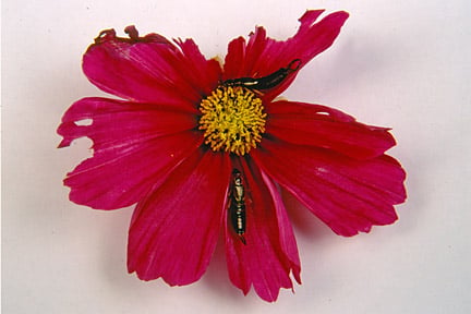 Earwigs and the damage causes to a cosmos flower. Credit: RHS/Entomology.