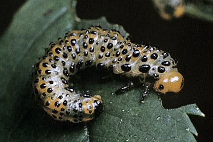 Larvae of large rose sawfly. Image: RHS, Horticultural Science