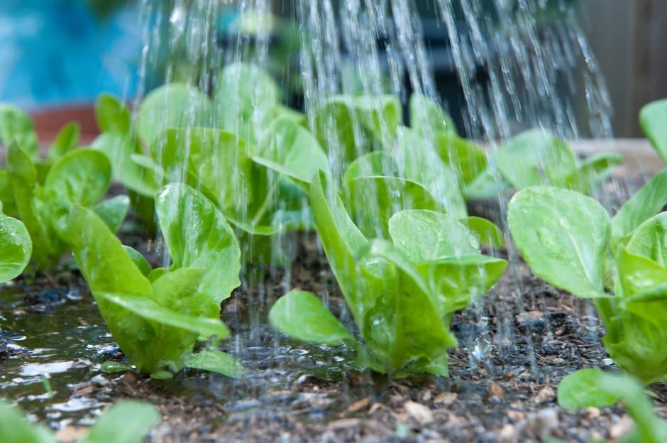 Water is vital for these lettuce seedlings to grow and develop