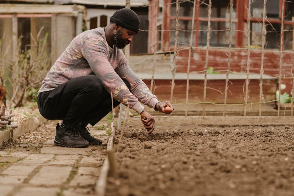 A gardener planting shallots at an allotment