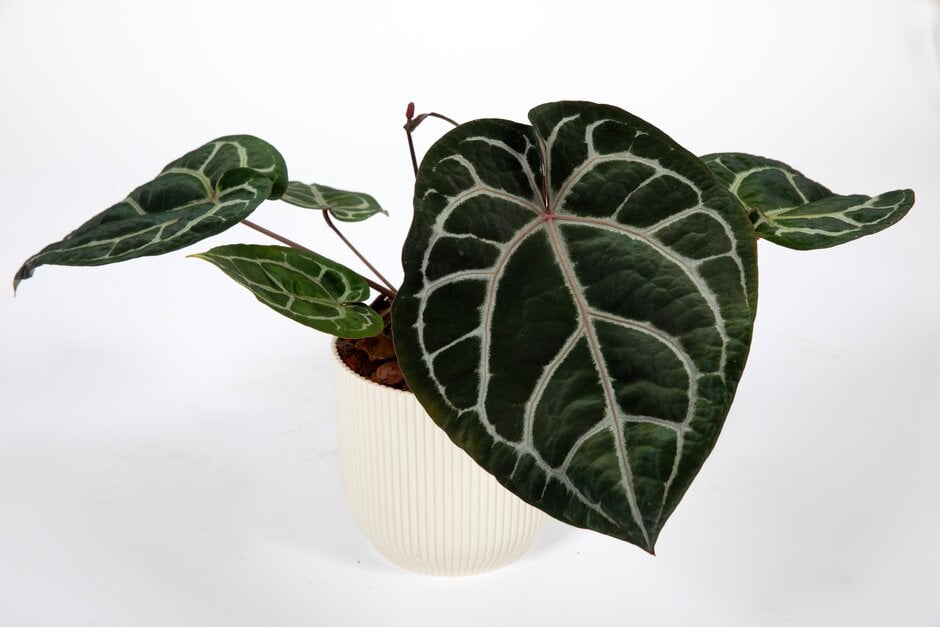 Anthurium MICHELLE / RHS Gardening
