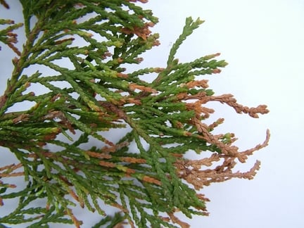 Pestalotiopsis on conifers