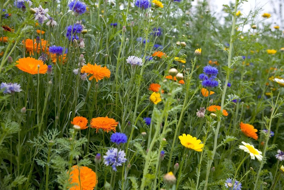 Direct sow a mix of annuals in spring for a colourful summer display