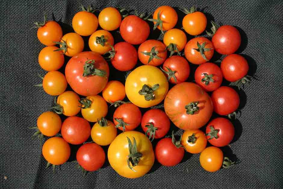 Find RHS tips on easy, colourful spring veg to grow / RHS