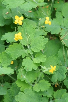 Greater celandine / RHS Gardening