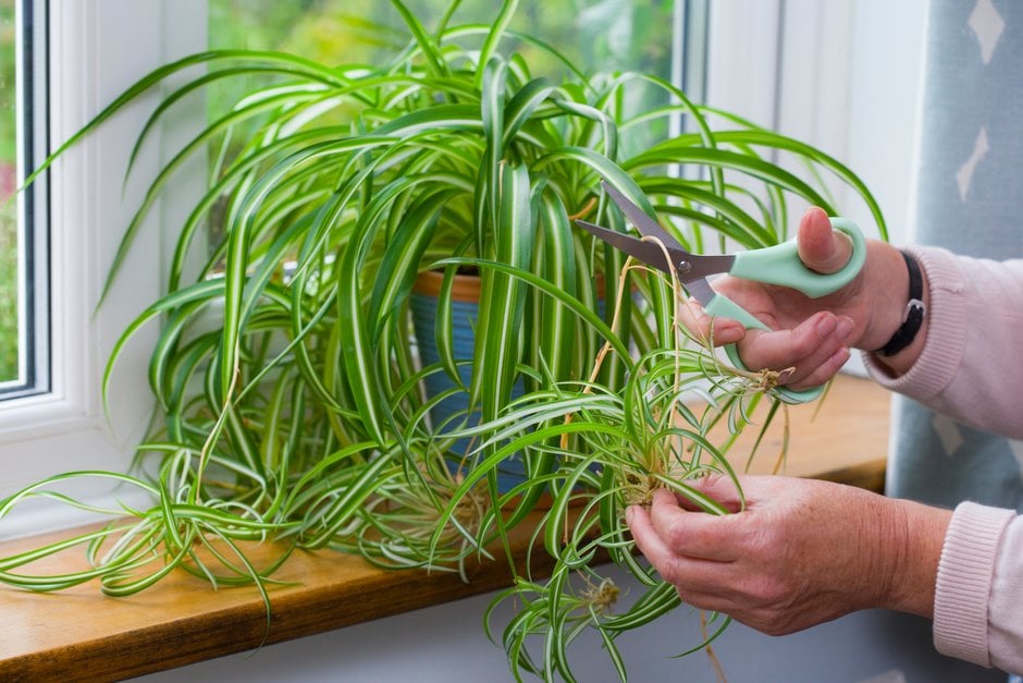 How to grow spider plants / RHS Gardening