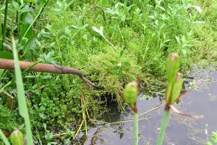 New Zealand pygmy weed choking a pond. Credit: RHS Advisory.