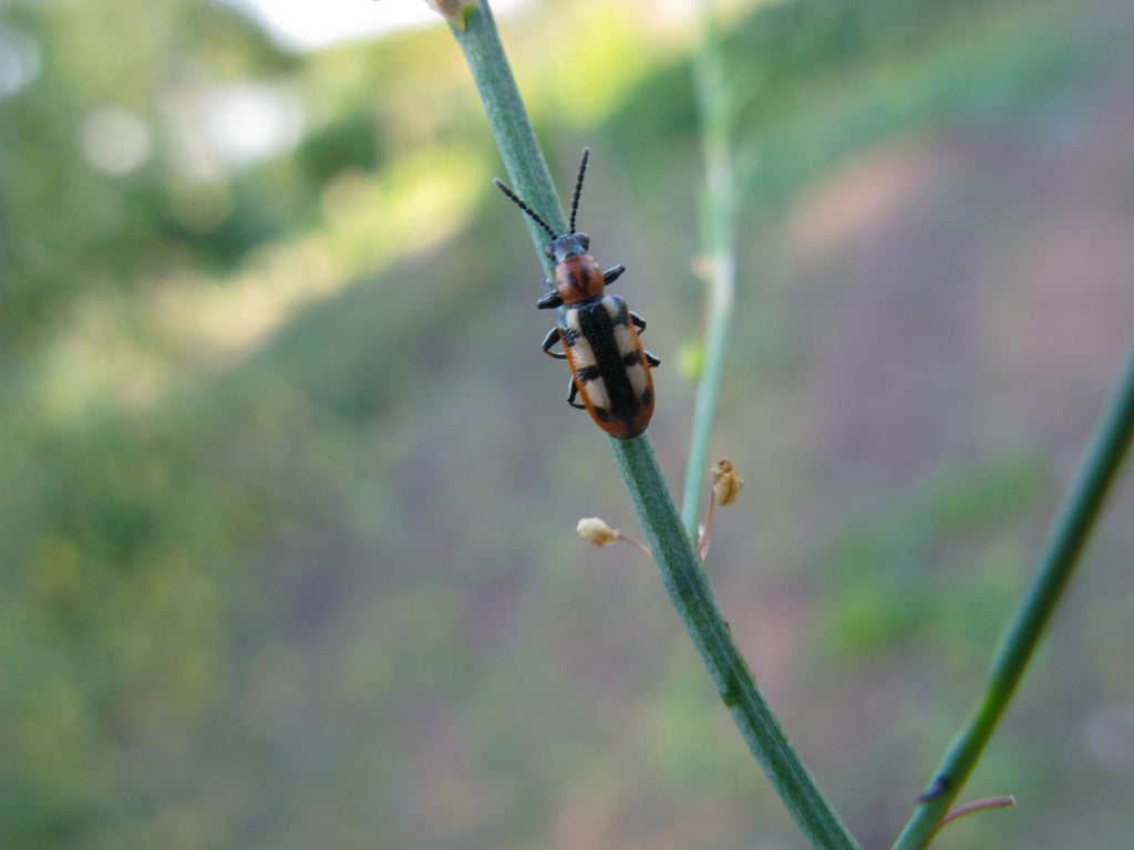 Asparagus beetle adult: RHS/Science.