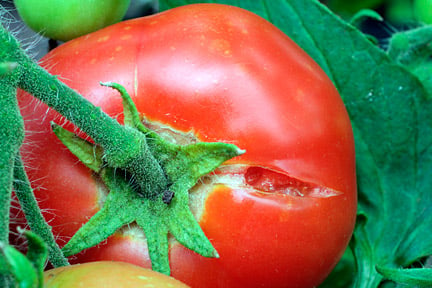 Tomatoes: fruit splitting and cracking / RHS Gardening