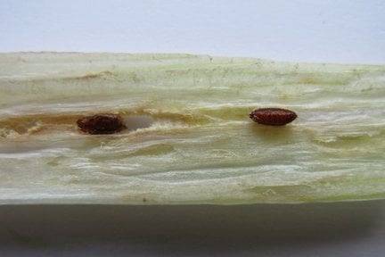 Allium leaf miner (<EM>Phytomyza gymnostoma</EM>) on leek (<EM>Allium porrum</EM>)