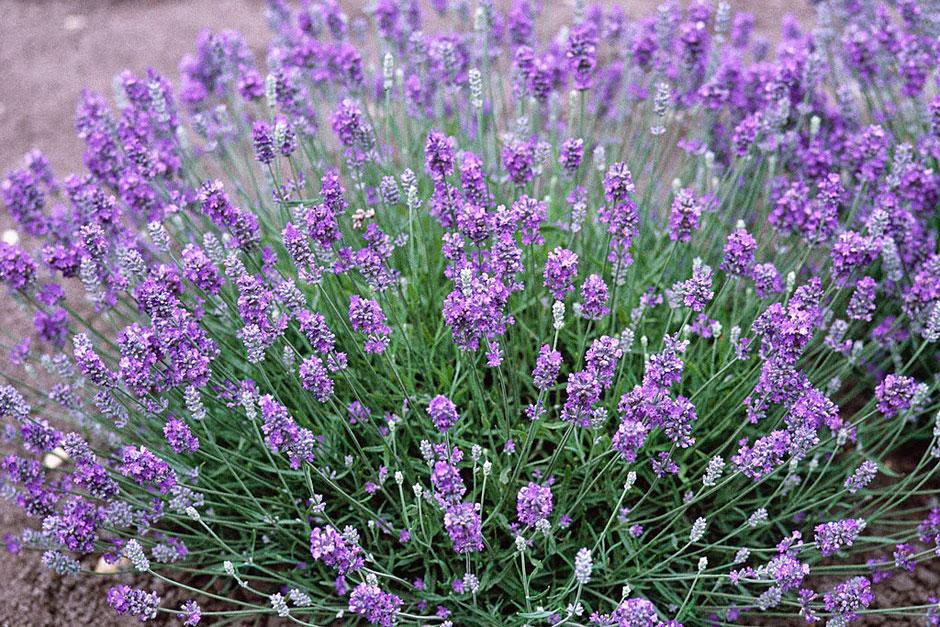 10 awardwinning lavenders / RHS Gardening