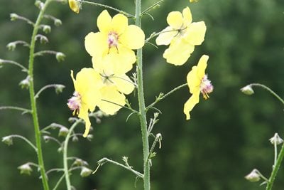 Verbascum roripifolium