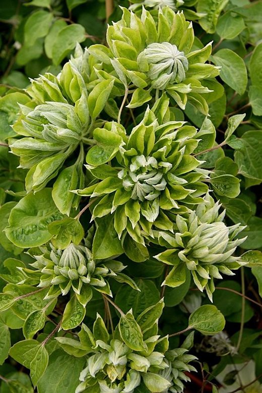 Clematis Green Passion (‘Zo11050’)