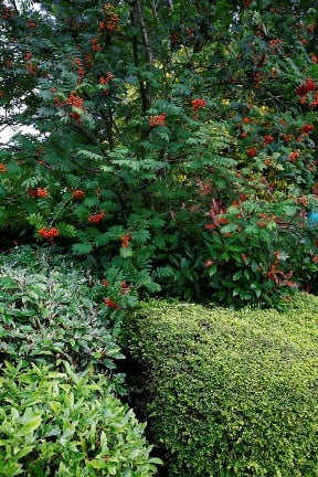 Evergreen shrubs RHS / Neil Hepworth