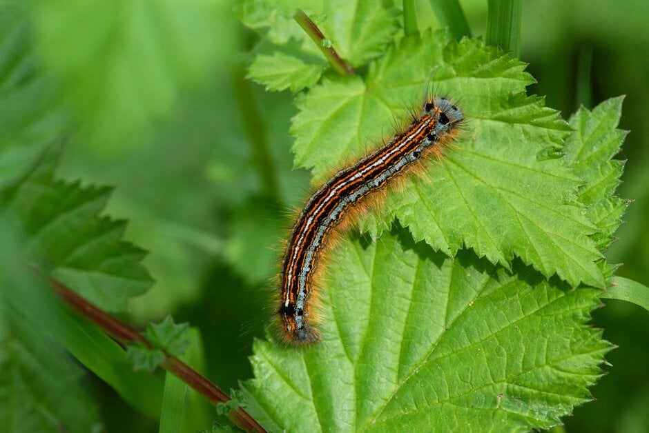 Lackey moth caterpillar (<EM>Malacosoma neustria</EM>)  Georgi Mabee/ RHS