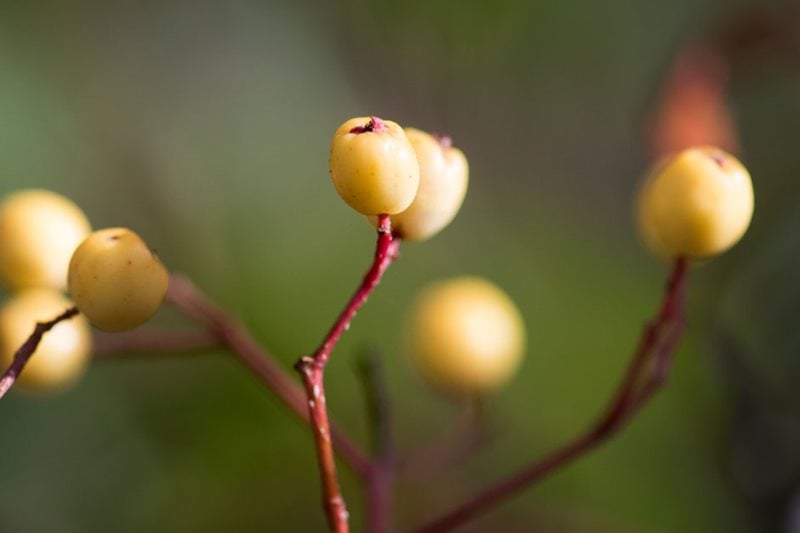 Berries of Sorbus 'Joseph Rock'
