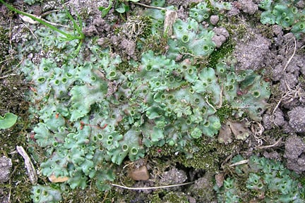 Liverwort growing on soil in a border. Image: RHS