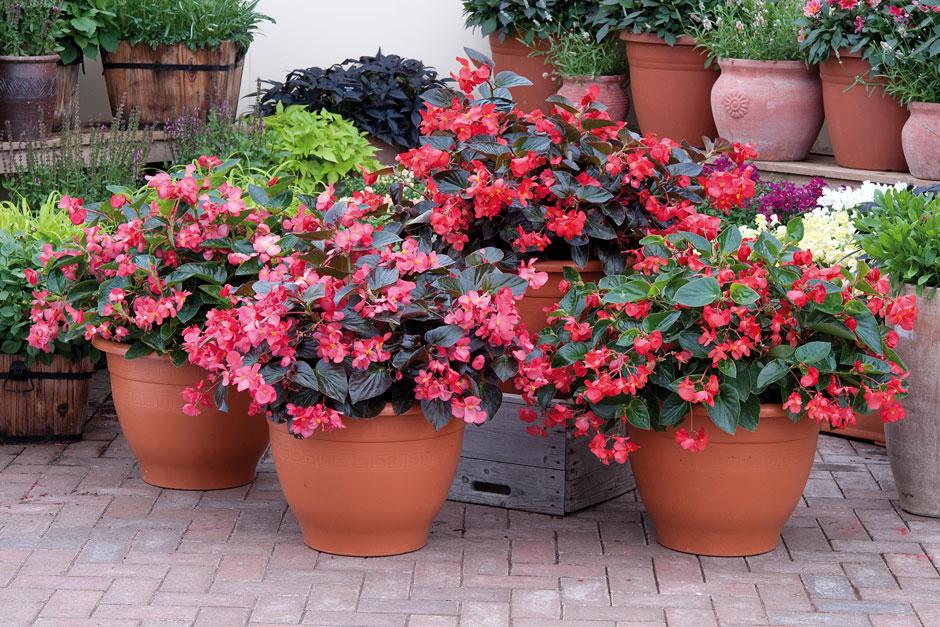 Big begonias for and borders / RHS Gardening