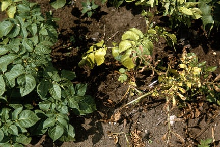 Healthy potato (left) and one infected with potato blackleg (right). Image: RHS, Horticultural Science