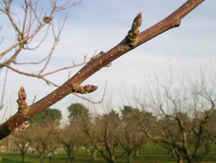 Fruit and wood buds on an apple branch
