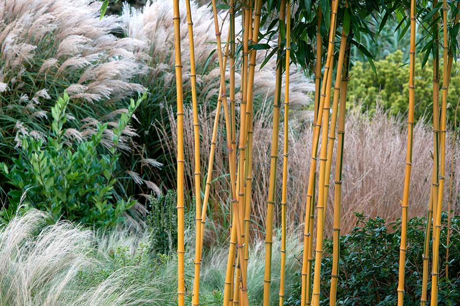 How to grow bamboo / RHS