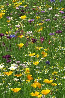 A colourful mix of native and non-native annuals