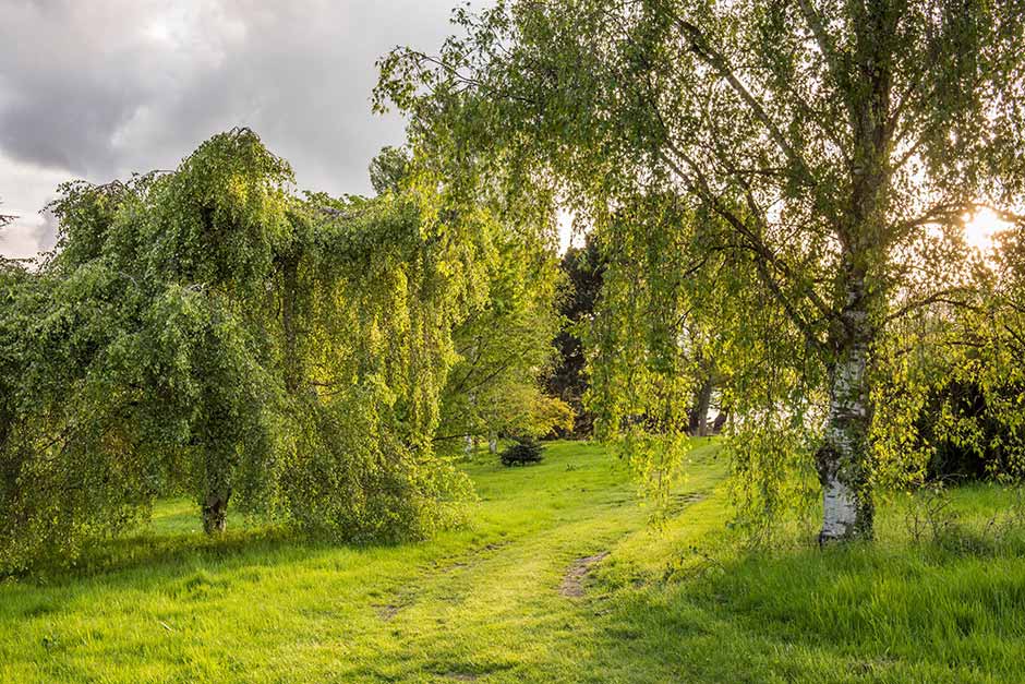 How to grow trees / RHS