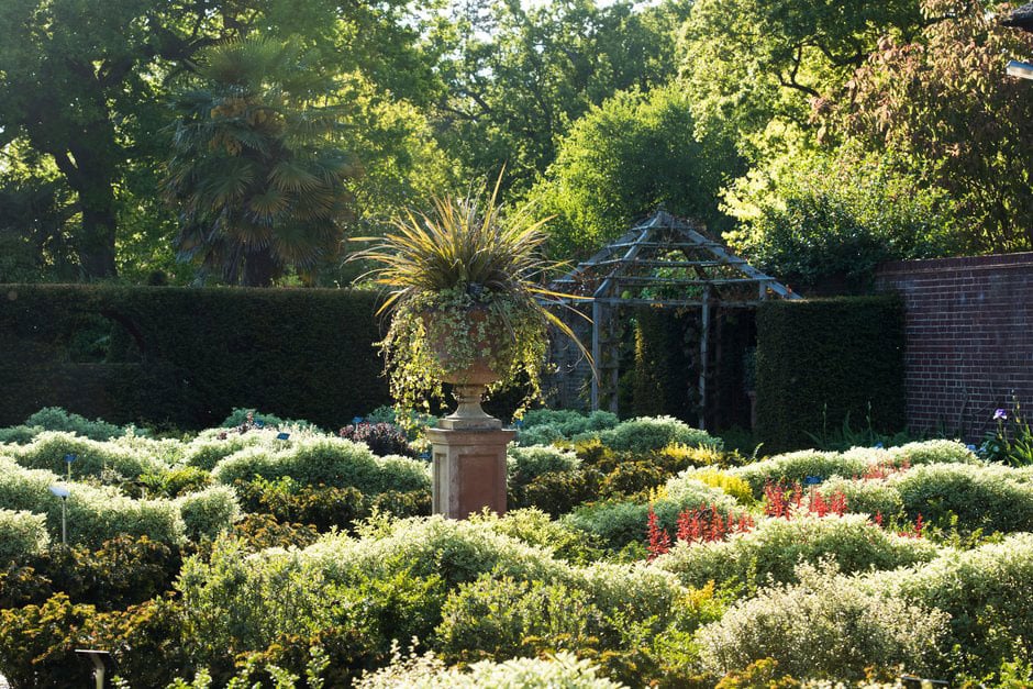 Box alternatives trial at RHS Garden Wisley