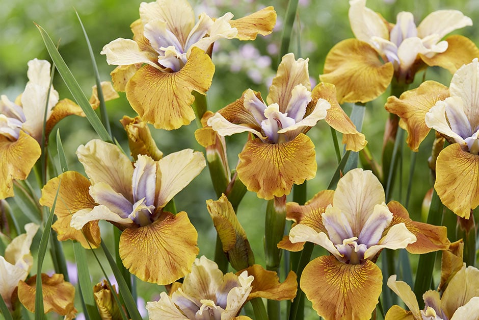 RHS Plant Finder / RHS Gardening