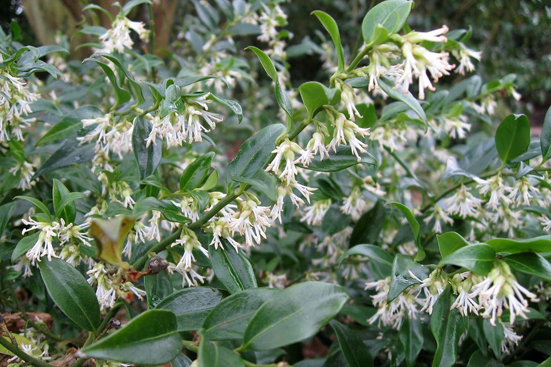 How to grow sarcococca / RHS