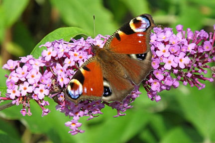 Peacock butterfly on buddleia