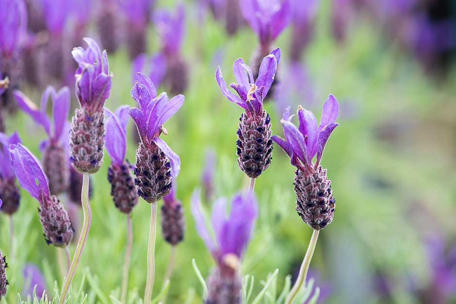 Discover lavender