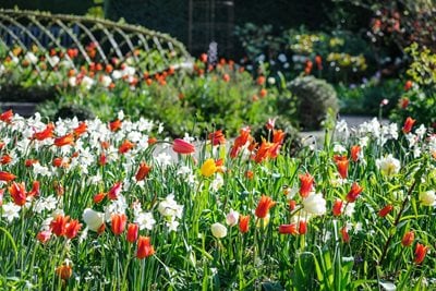Tulipa ‘Ballerina’ and Narcissus ‘Thalia’ in the Scented Garden at RHS Garden Harlow Carr