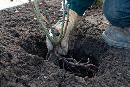 Planting a bare root rose