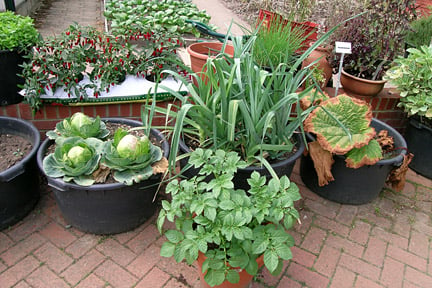 Vegetables growing in containers, including cabbage, leeks and potatoes. Credit: RHS/Advisory.