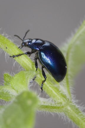 Blue mint beetle Image: RHS/Science