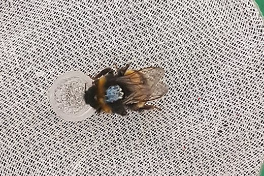 A painted bee, taking part in an experiment