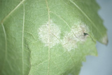 Downy mildew of grapevine - symptoms on lower leaf surface
