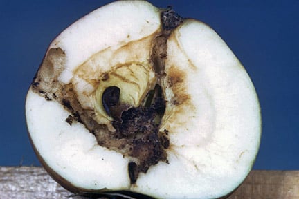 An apple with codling moth larvae damage Credit: RHS/Entomology.
