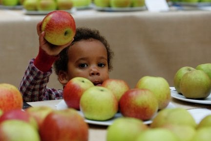 A child inspects prize winning apples in the Fruit and Vegetable Competition at the RHS London Harvest Festival Show 2016.