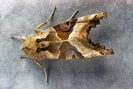 Angle shades moth (<i>Phlogophora meticulosa</i>) Credit: RHS/Entomology.