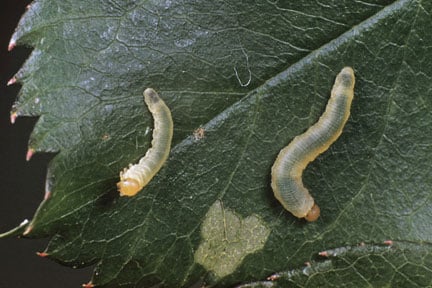 Rose slugworm / RHS Gardening