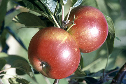 'Discovery' is a good choice for a dessert apple. Image: Graham Titchmarsh/RHS Herbarium