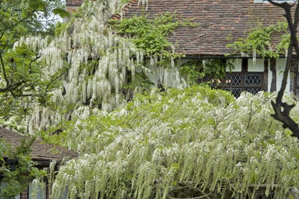 Wisteria growing over house wall.