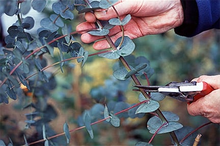 Pruning Eucalyptus