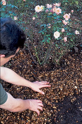 Using bark as a mulch to reduce water loss around a rose. Image: RHS/Tim Sandall