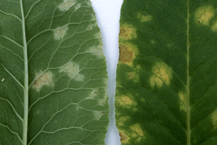 Leaf spot on Primula species caused by the fungus <em>Ramularia</em>. Lower (left) and upper (right) leaf surfaces.