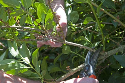 Pruning forsythia